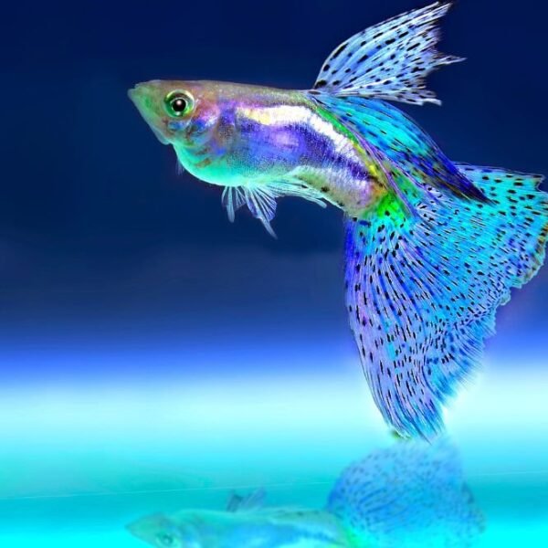 Common carp · 1 g fry