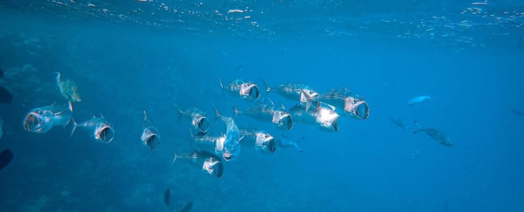 A beginner’s guide to tilapia ponds