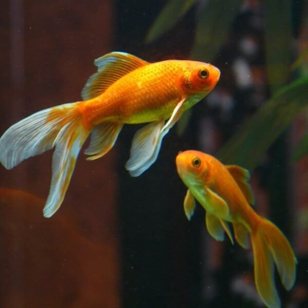 Goldfish pair