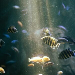 Tilapia feed · Finisher 6 mm