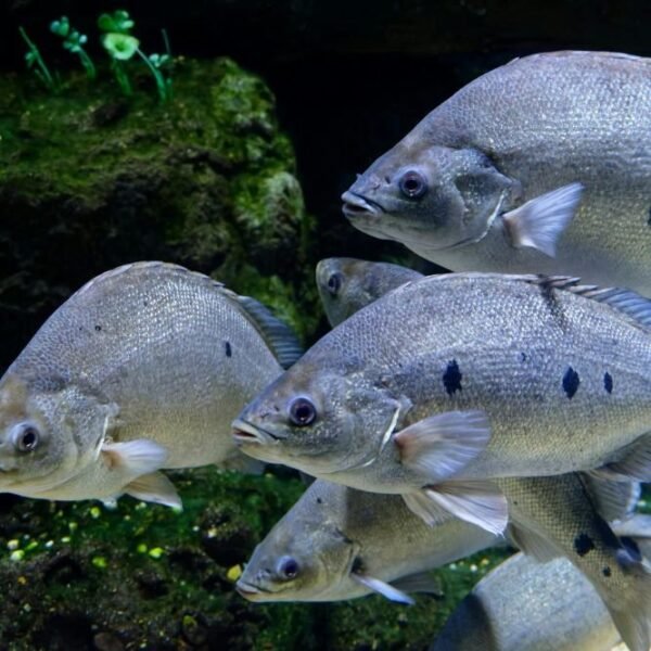 Whole fresh Red tilapia