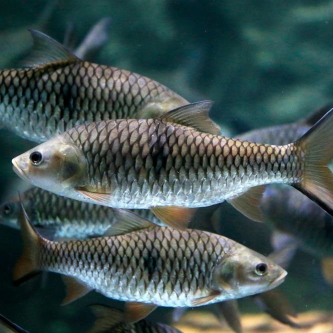 Nile tilapia