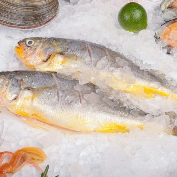 Whole fresh Grey mullet