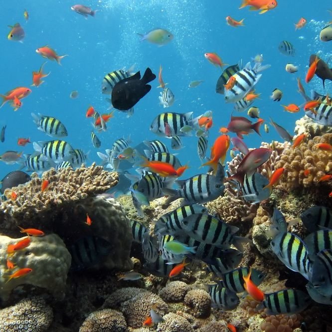 Fish health clinic day — Alexandria