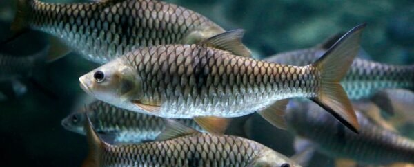 Silver scales close-up
