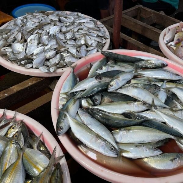Common carp market box