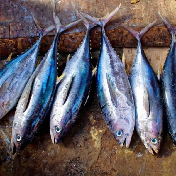 Fish on the table