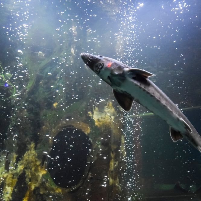 A beginner’s guide to fish feed