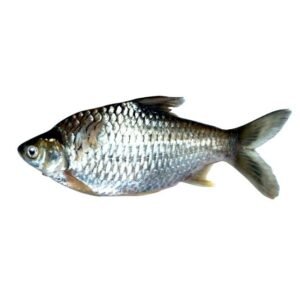 Sea bream & sea bass feed · Grower 4 mm