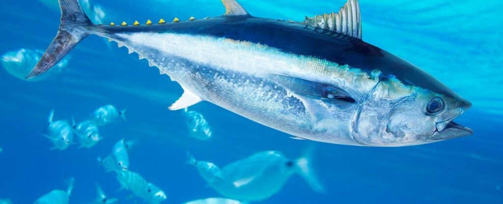 A beginner’s guide to sustainable aquaculture